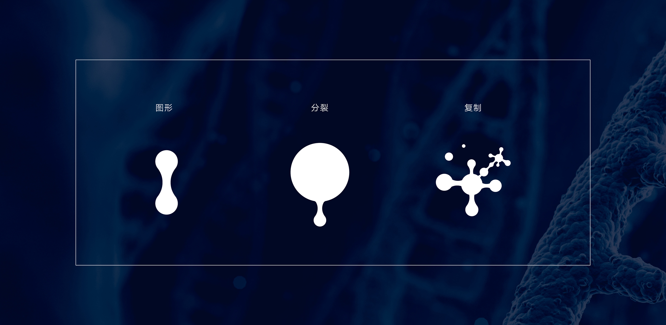 贝尔生物_画板 7.jpg